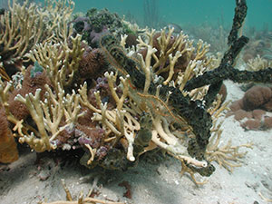 Reef