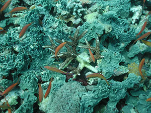 Coral reef