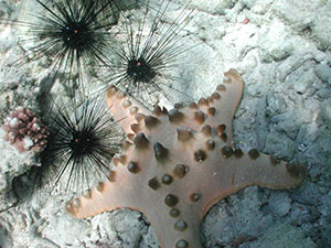 Reef