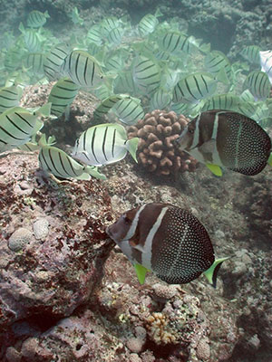 Reef fish