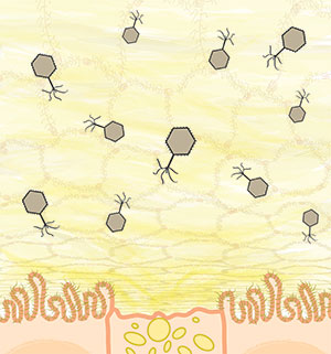 Bacteriophage Adherence to Mucus (BAM) Project Description