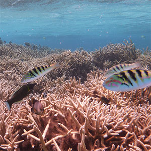 Cnidarian Immunity