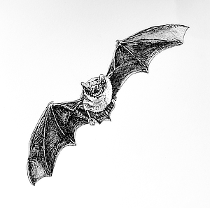 Ben Darby artwork