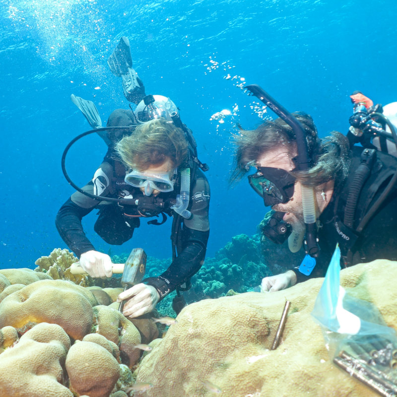 Dr. Forest Rohwer and Dr. Ty Roach sampling the coral colony