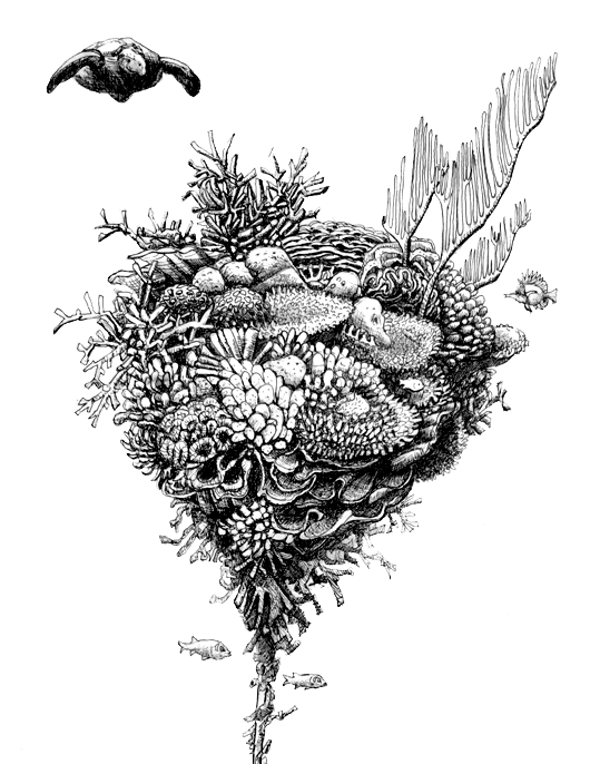 Coral Reef Arks and Turtle